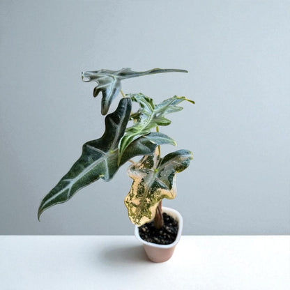 Size reference — Nobilis Starter Bulb Indoor Plant | Cacti Nest