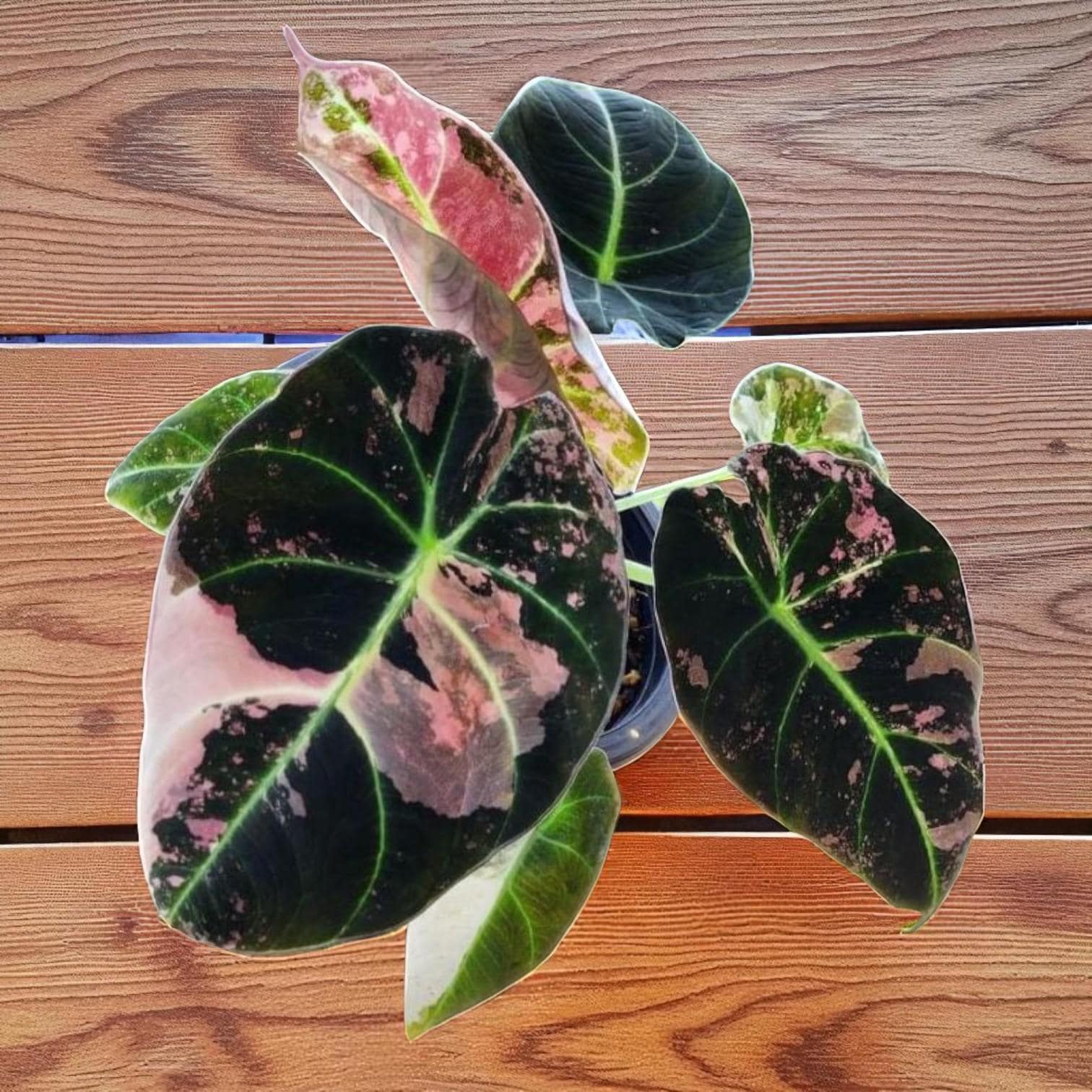 Alt Tag: black satin pink leaf plant starter rooted corm bulb with dark satin leaves and pink variegation in nursery pot on wooden surface