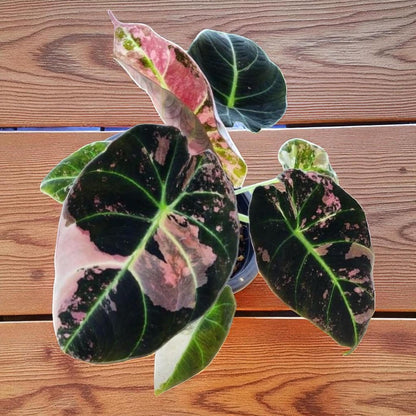 Alt Tag: black satin pink leaf plant starter rooted corm bulb with dark satin leaves and pink variegation in nursery pot on wooden surface