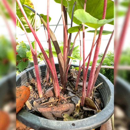 Colocasia pink sapphire Black Velvet Pink Leaf Plant Starter