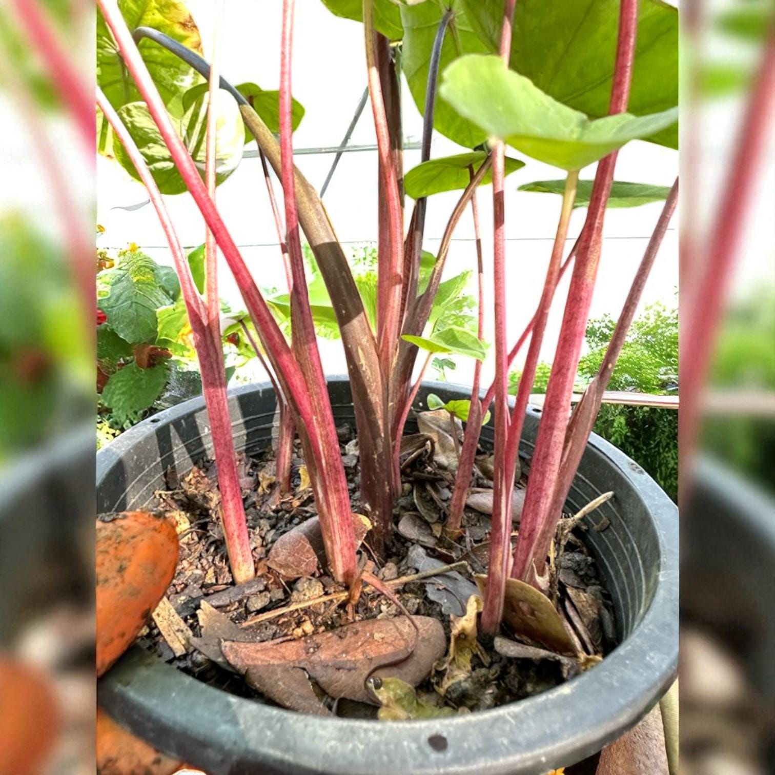 Overhead view — Black Velvet Pink Leaf Plant Starter | Cacti Nest