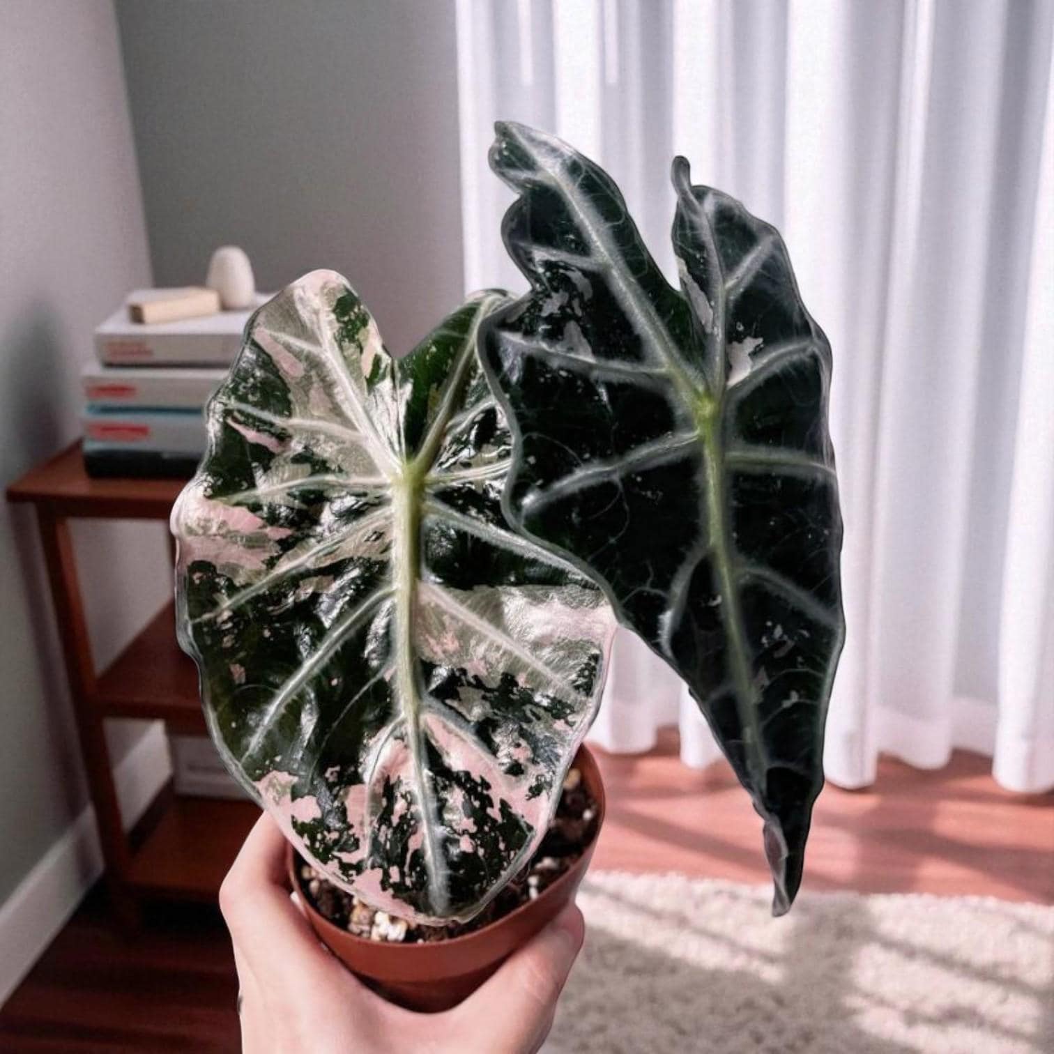 black satin pink leaf plant starter in pot, dark satin foliage with pink variegation, unique indoor houseplant starter