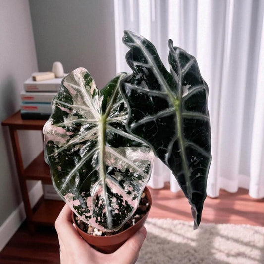 Main product photo of Black Satin Pink Leaf Plant Starter, Unique Egg Shape Indoor Houseplant, Easy Care Live Starter for Desk Shelf Decor, Gift for Plant Lovers, showing the primary view of the listing