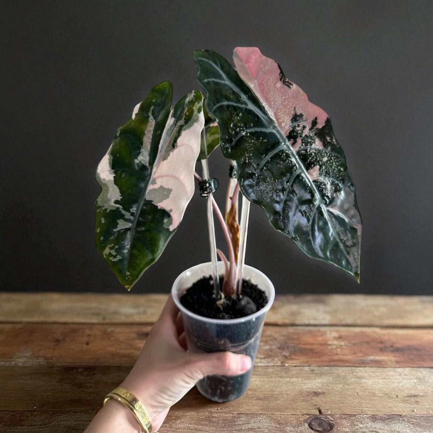 Alt Tag: black satin pink leaf plant starter in clear nursery cup, dark glossy leaves with pink variegation indoor houseplant