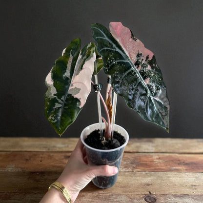 Alt Tag: black satin pink leaf plant starter in clear nursery cup, dark glossy leaves with pink variegation indoor houseplant
