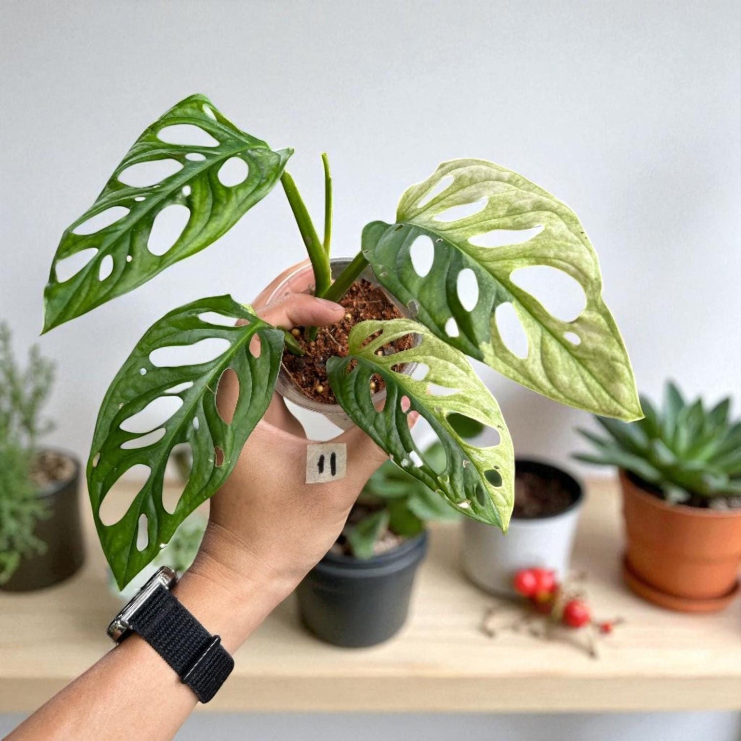 Detail view — Swiss Cheese Plant Cutting | Cacti Nest