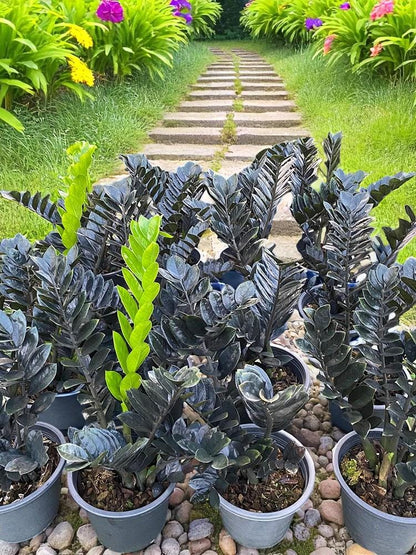 black ZZ plant cutting Raven ZZ propagation with dark glossy leaves in nursery pots
