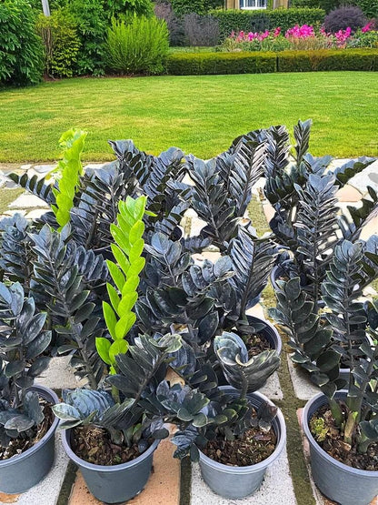 zz plant black easy care indoor plant low light indoor houseplant raven zz