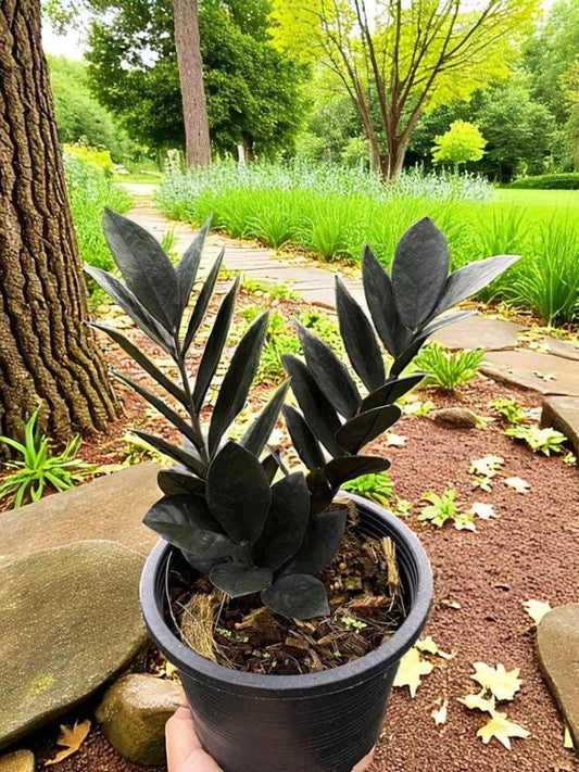 Alternate Angle of Black ZZ Plant Cutting: Easy Care Indoor Plant, Dark Leaf Stem (Bare Root), highlighting its zz plant look and listing presentation