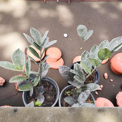 black zz plant live indoor plant rare dark foliage zz plant