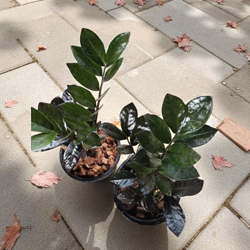 Packaging view — Black ZZ Plant: Glossy Leaf Cutting | Cacti Nest