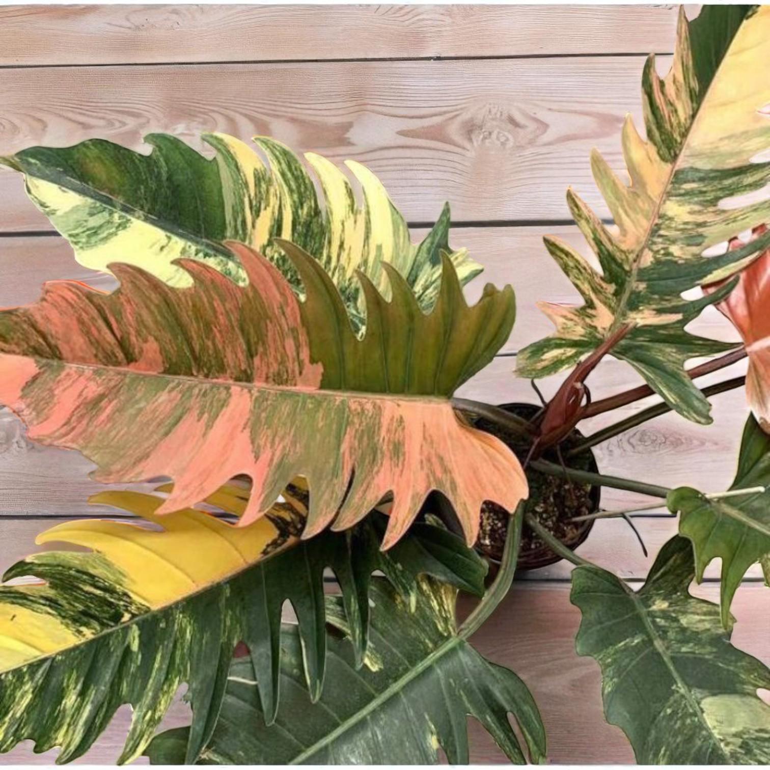 Alt Tag: Philodendron Caramel Marble rooted cutting with variegated caramel, cream, and green leaves, live rooted indoor plant in pot