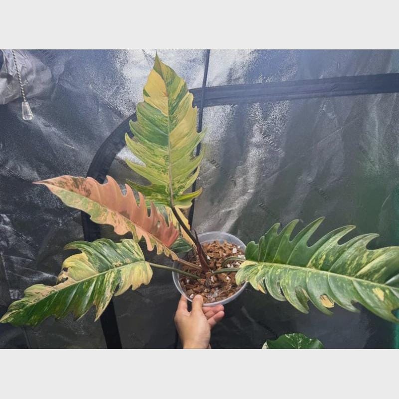 Alt Tag: Philodendron Caramel Marble rooted cutting live rooted indoor plant with variegated caramel green leaves in pot