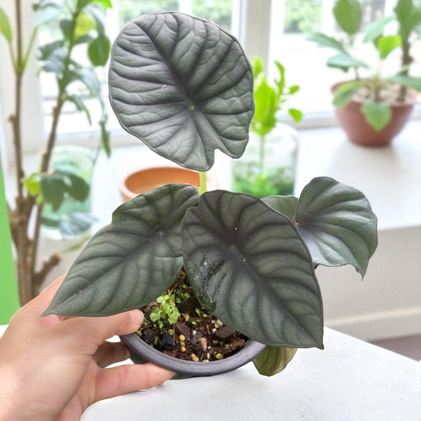variegated alocasia melo corm indoor rare alocasia plant