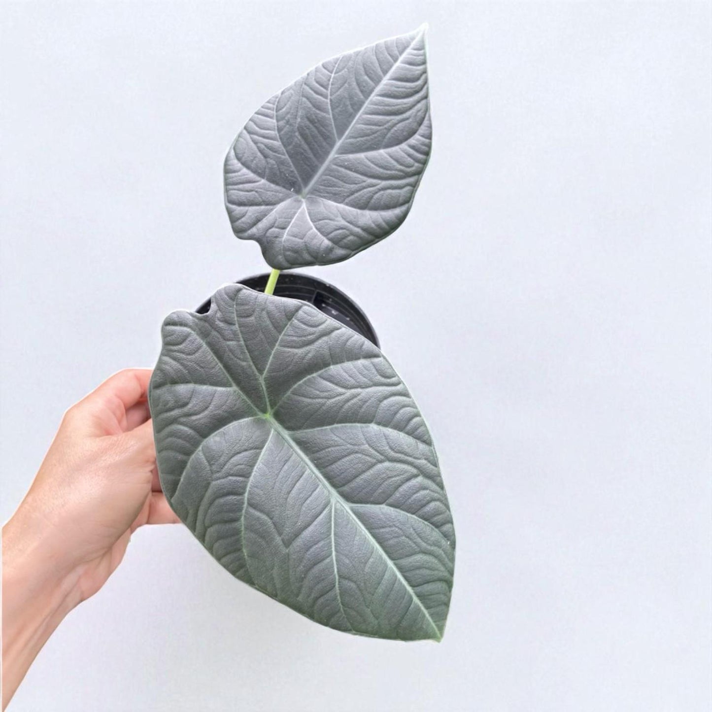variegated alocasia melo corm textured leaf tropical plant