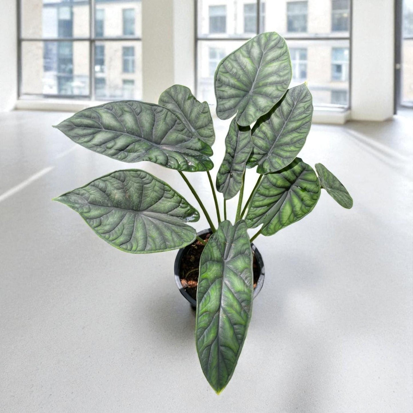 variegated alocasia melo corm sprouting aroid plant close up