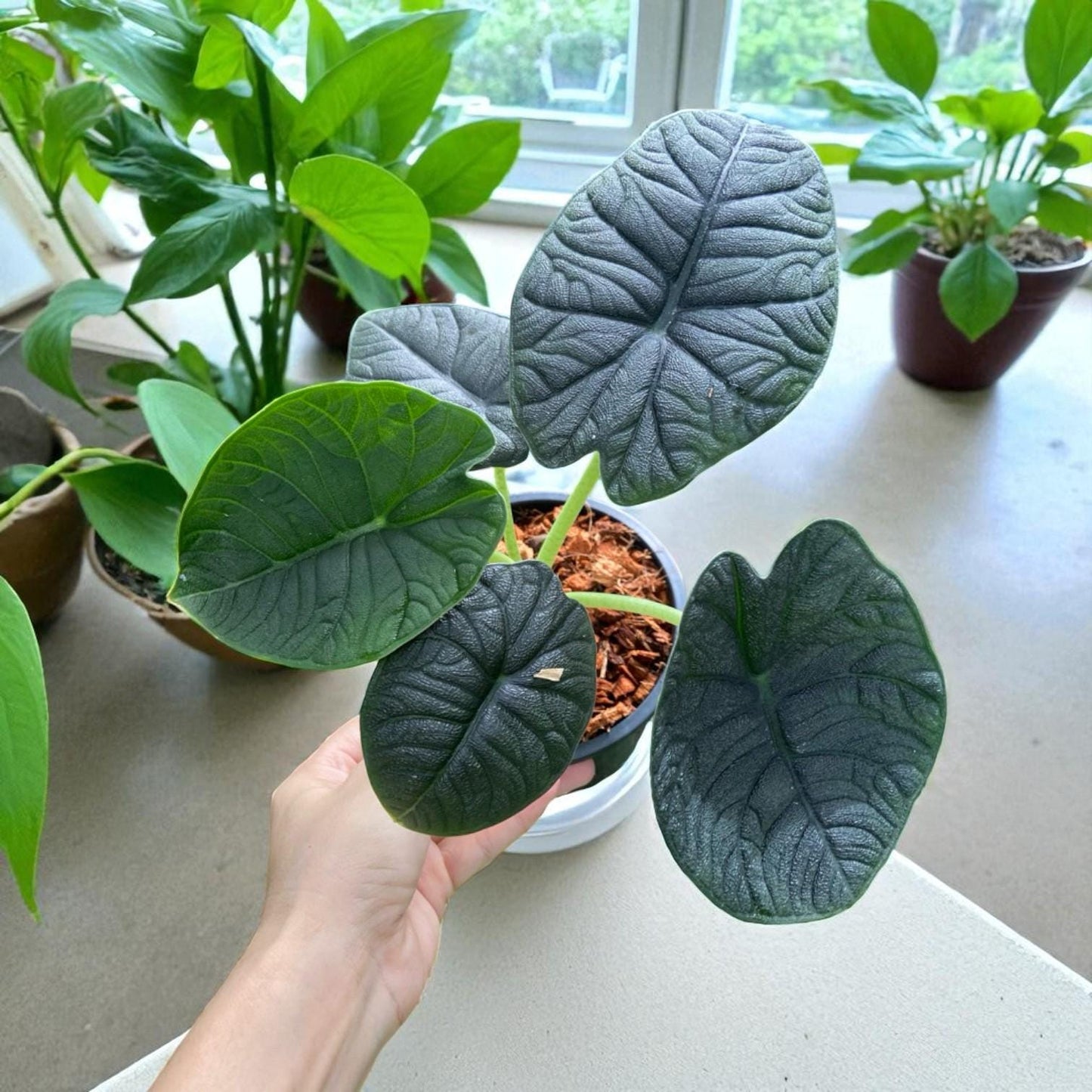 variegated alocasia melo corm rare tropical plant propagation bulb