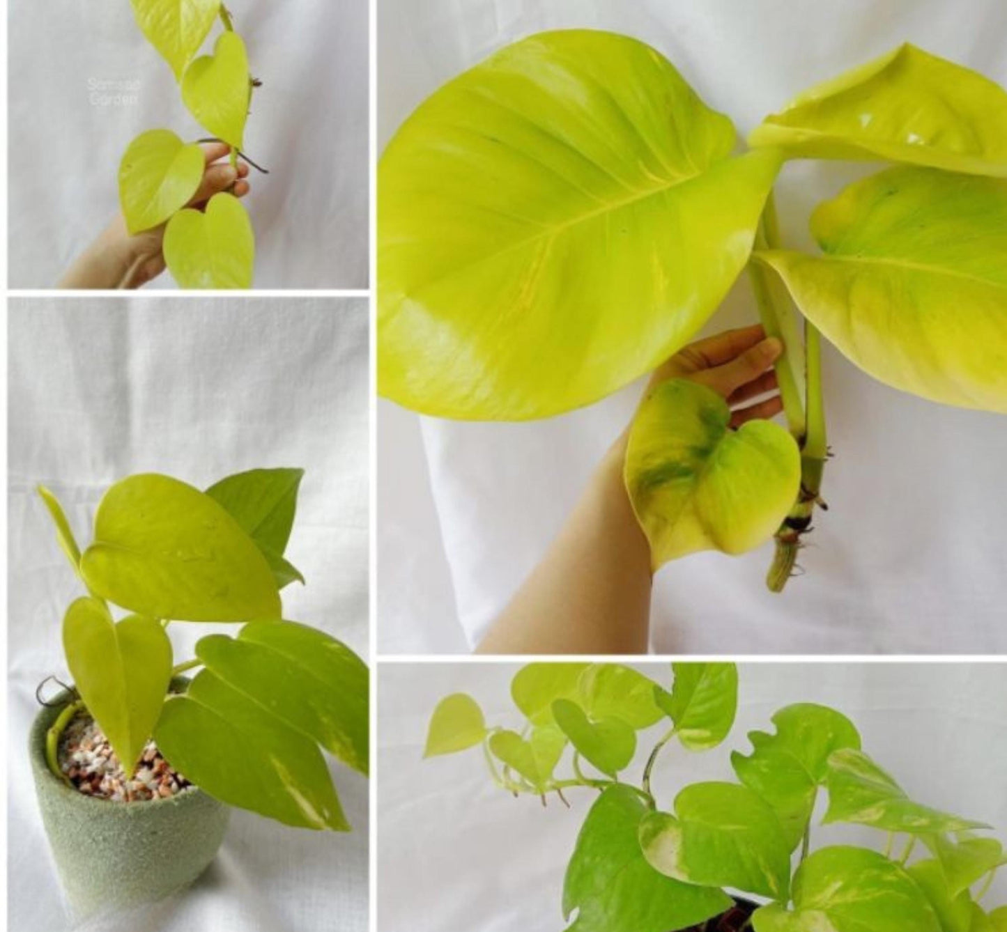 giant variegated pothos cuttings with lush green and golden leaves, freshly cut branches wrapped for shipping, easy-care indoor plant