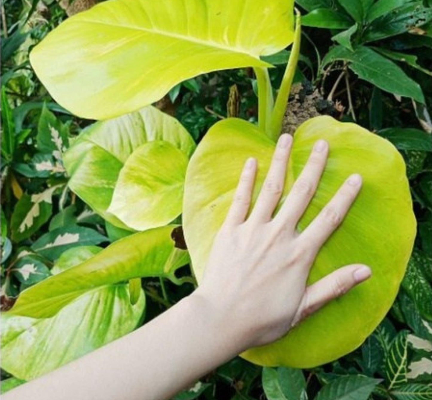 giant variegated pothos cuttings with large golden-green leaves, hand for size comparison, easy-care indoor climbing plant