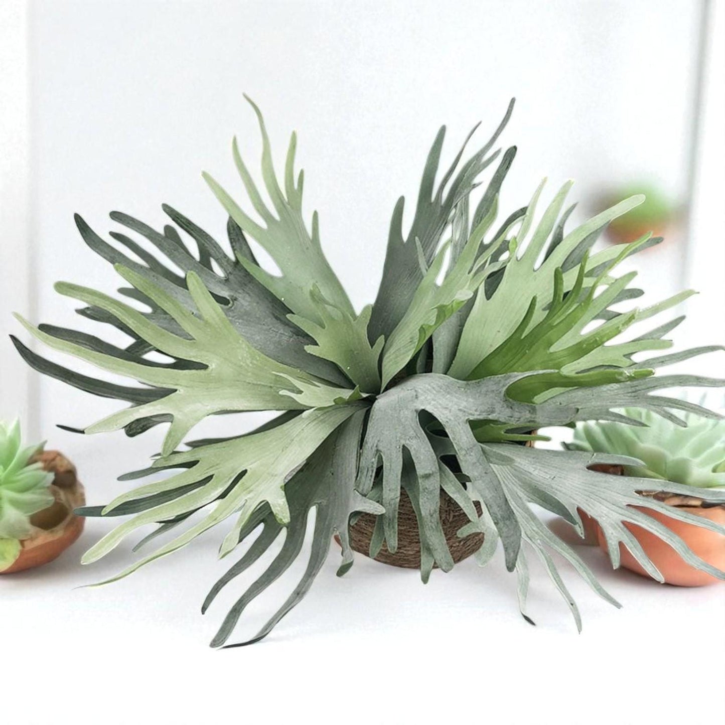 Size reference — Mounted Staghorn Fern Live Plant | Cacti Nest