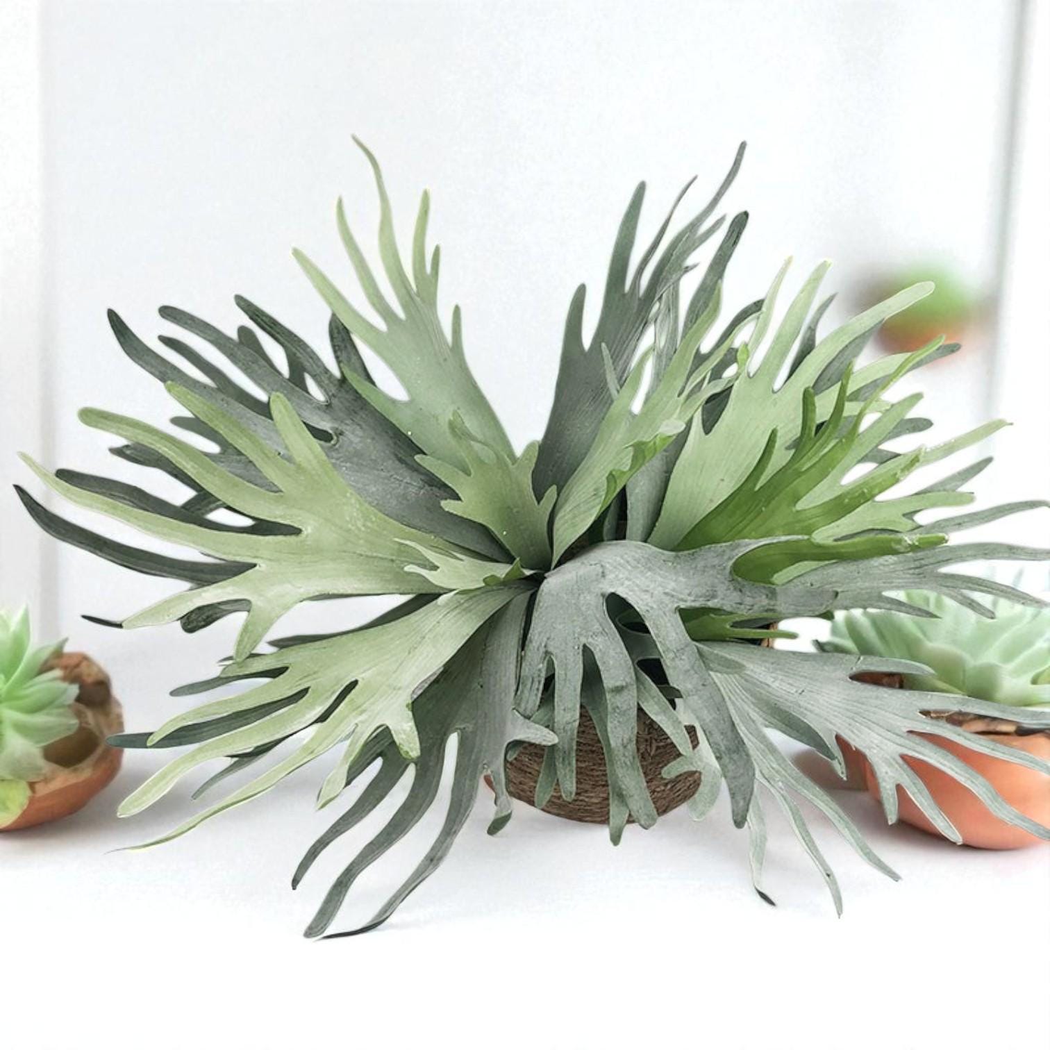 Size reference — Mounted Staghorn Fern Live Plant | Cacti Nest