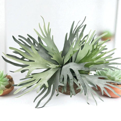 Size reference — Mounted Staghorn Fern Live Plant | Cacti Nest