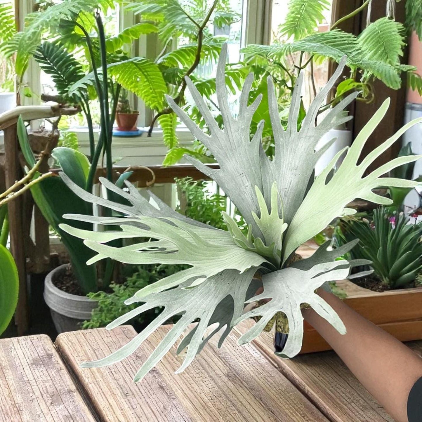 staghorn fern live plant indoor decorative wall plant close up