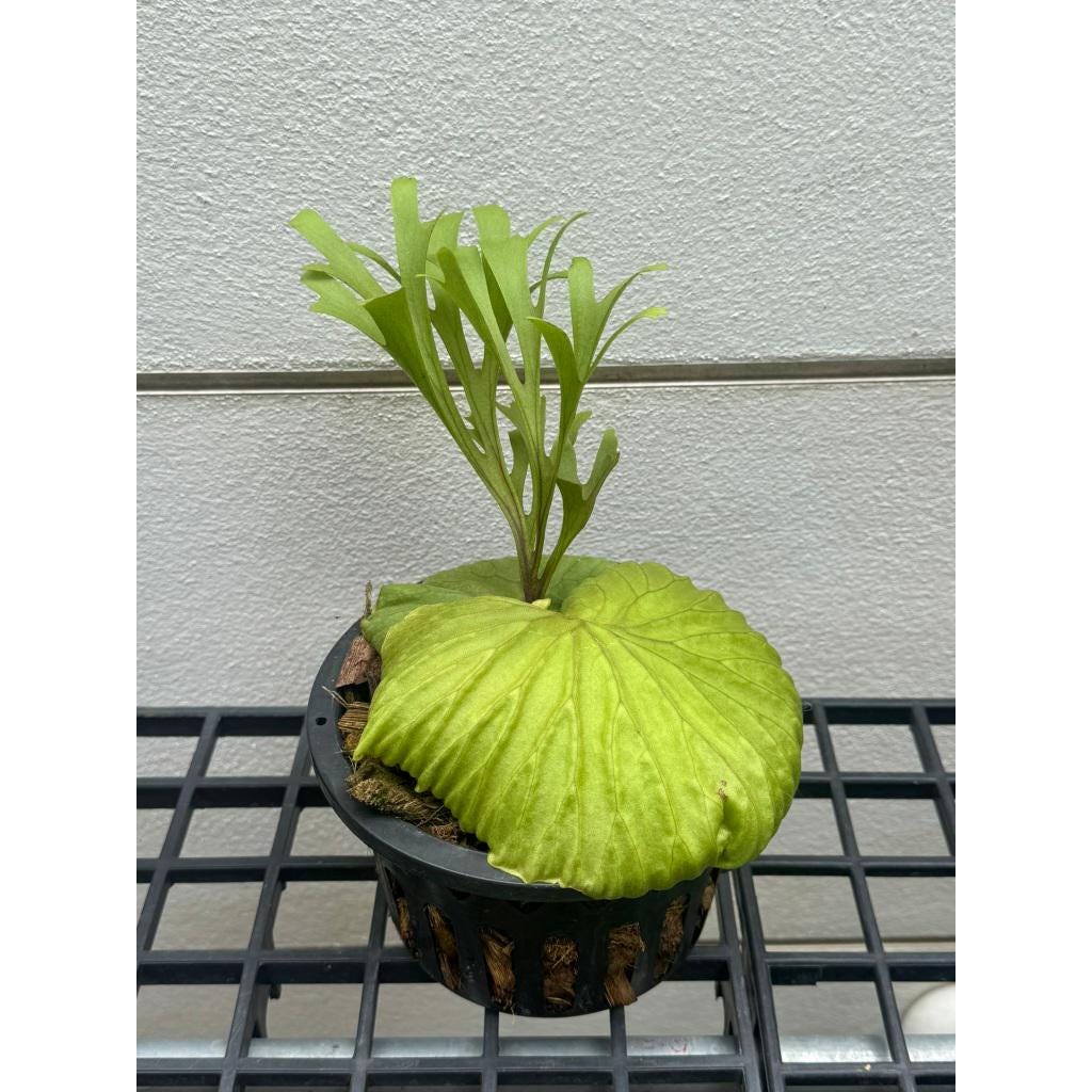 staghorn fern live plant tropical indoor plant mounted on wood