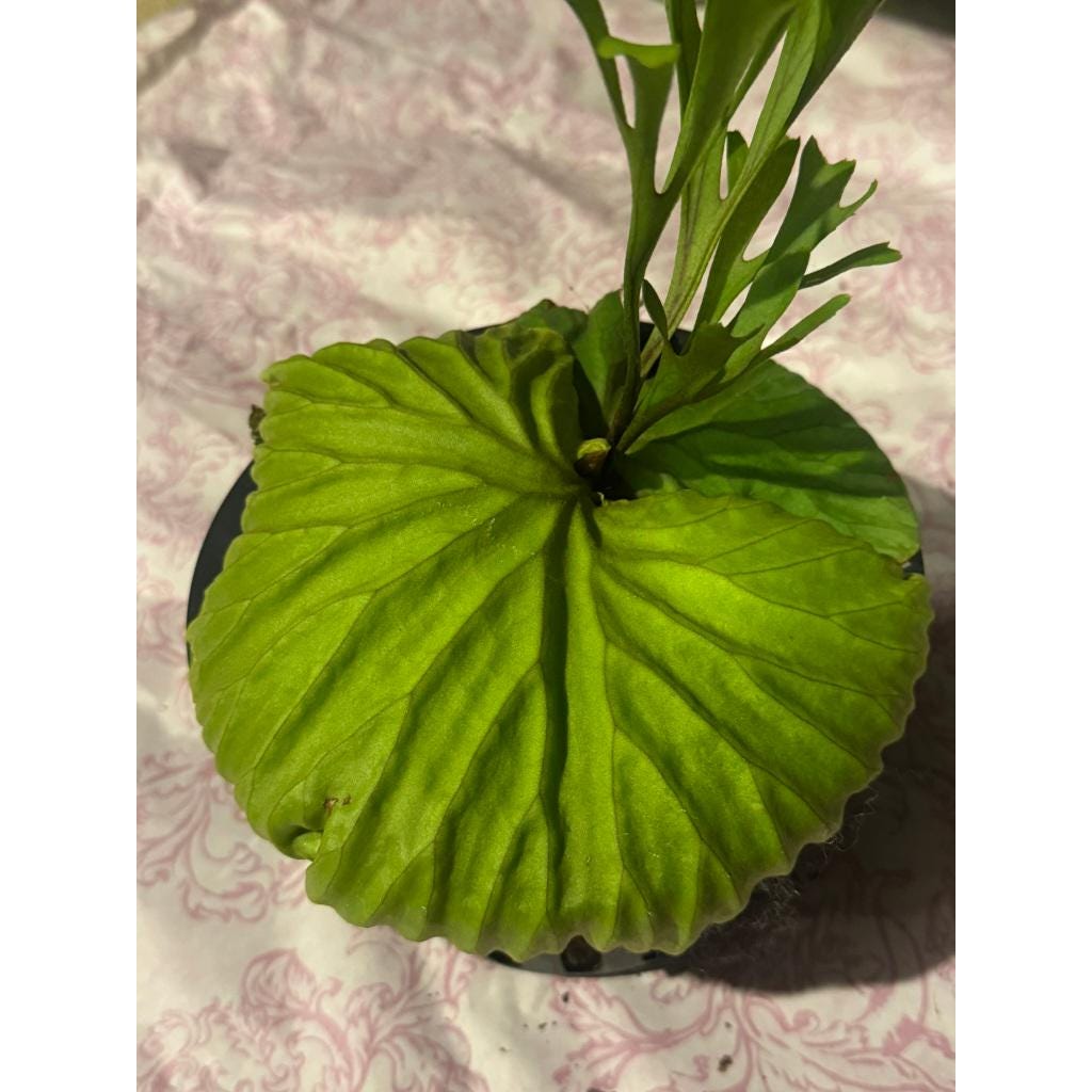 Packaging view — Mounted Staghorn Fern Live Plant | Cacti Nest