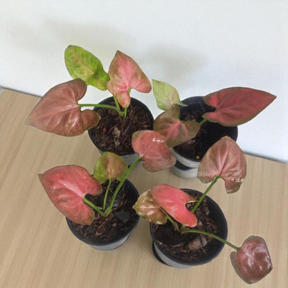 pink syngonium plant in small black nursery pots with vibrant pink-green arrowhead leaves on tabletop