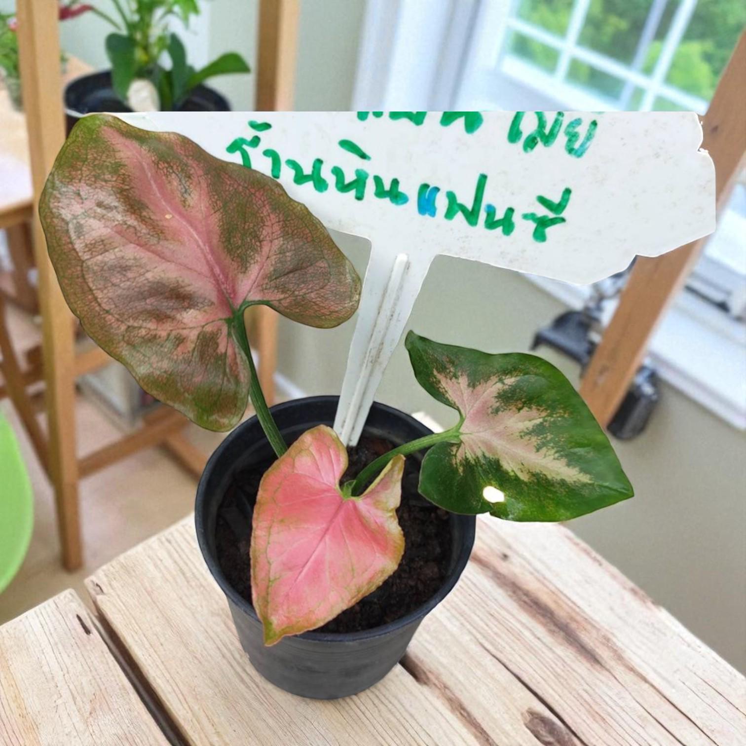 pink syngonium plant in black nursery pot with pink and green variegated leaves on wooden table near window
