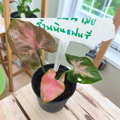 pink syngonium plant in black nursery pot with pink and green variegated leaves on wooden table near window