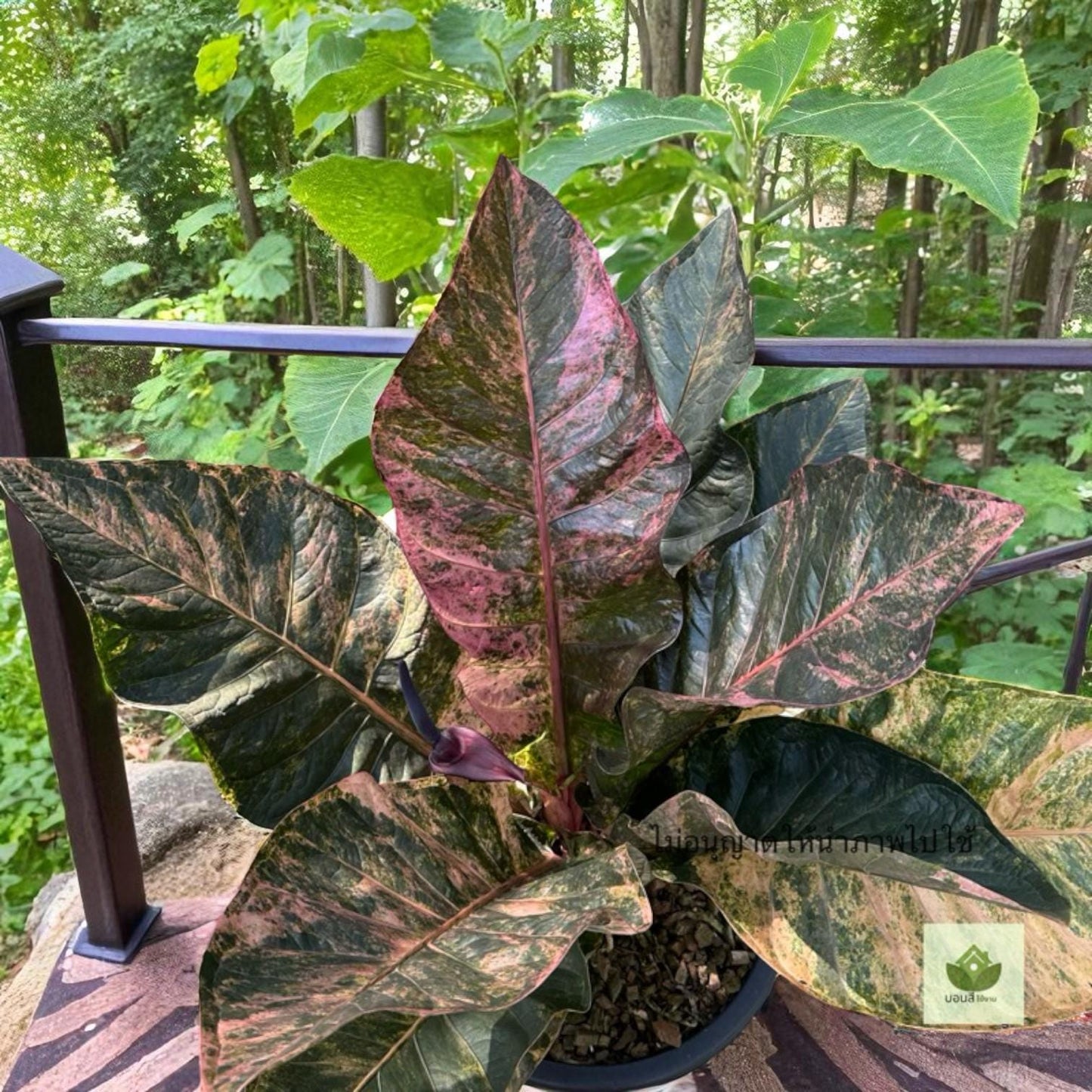 variegated lucky bamboo