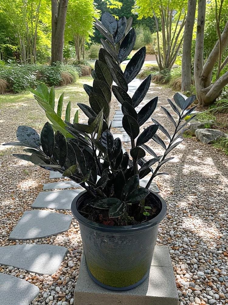 Alt Tag: black ZZ plant cutting in pot with glossy near-black Raven ZZ leaves on outdoor garden path