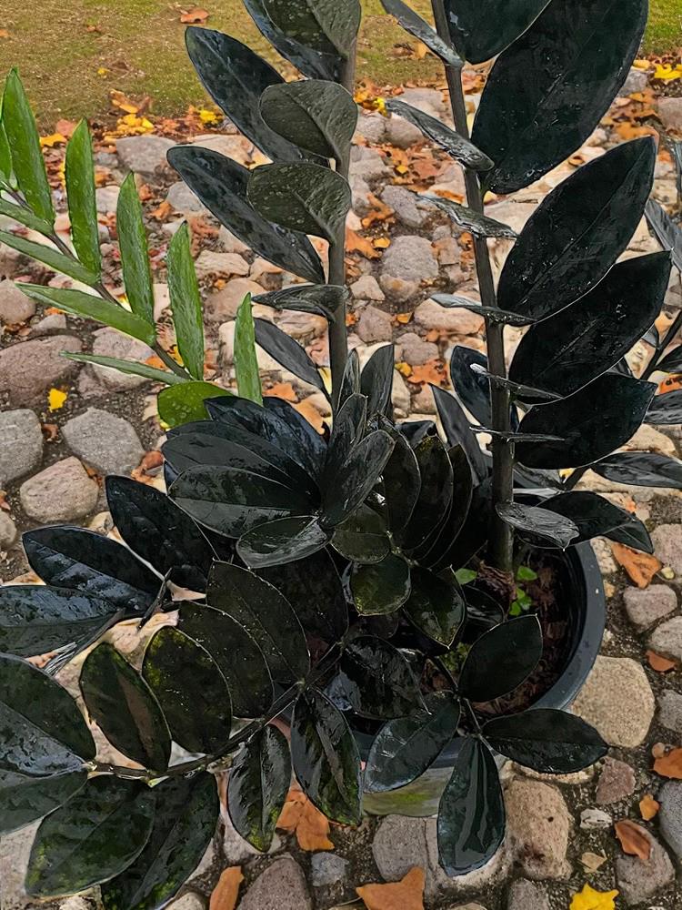 black ZZ plant cutting with glossy near-black Raven ZZ leaves in pot, rare houseplant propagation for low light indoors