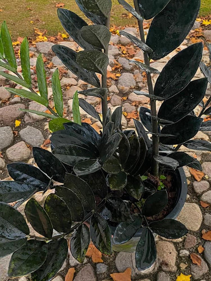 black ZZ plant cutting with glossy near-black Raven ZZ leaves in pot, rare houseplant propagation for low light indoors