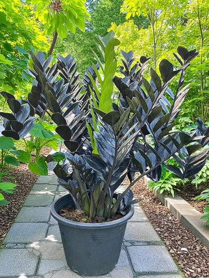 black ZZ plant cutting Raven ZZ propagation with glossy nearly black leaves in a pot outdoors