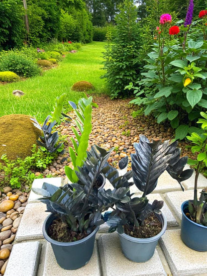 zz plant black easy care indoor plant rare dark raven zz plant foliage