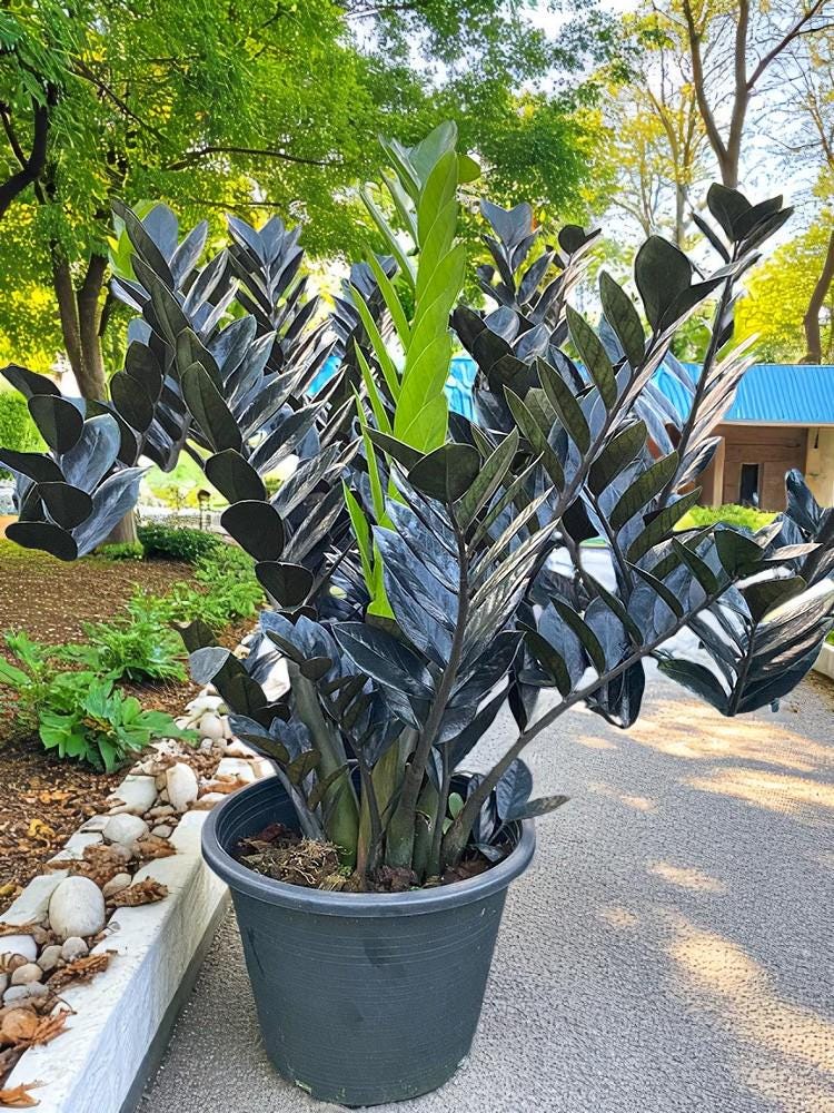 zz plant black easy care indoor plant indoor raven zz plant in decorative pot