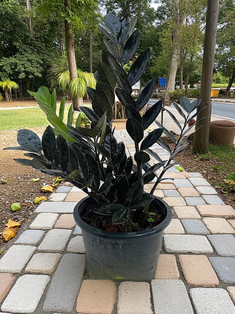 zz plant black easy care indoor plant raven zz plant dark foliage houseplant