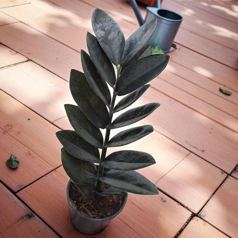 black zz plant live indoor plant raven zz dark foliage houseplant