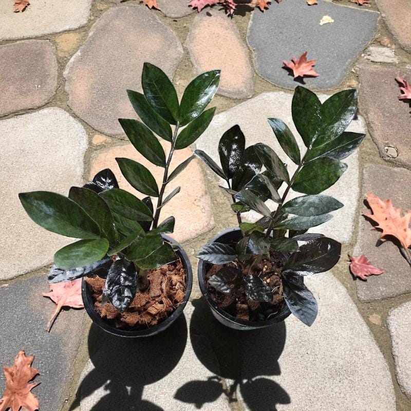 black zz plant live indoor plant low light indoor raven zz plant