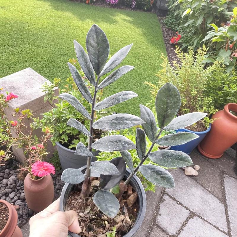 Styled display — Black ZZ Plant: Glossy Leaf Cutting | Cacti Nest