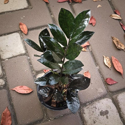 Size reference — Black ZZ Plant: Glossy Leaf Cutting | Cacti Nest