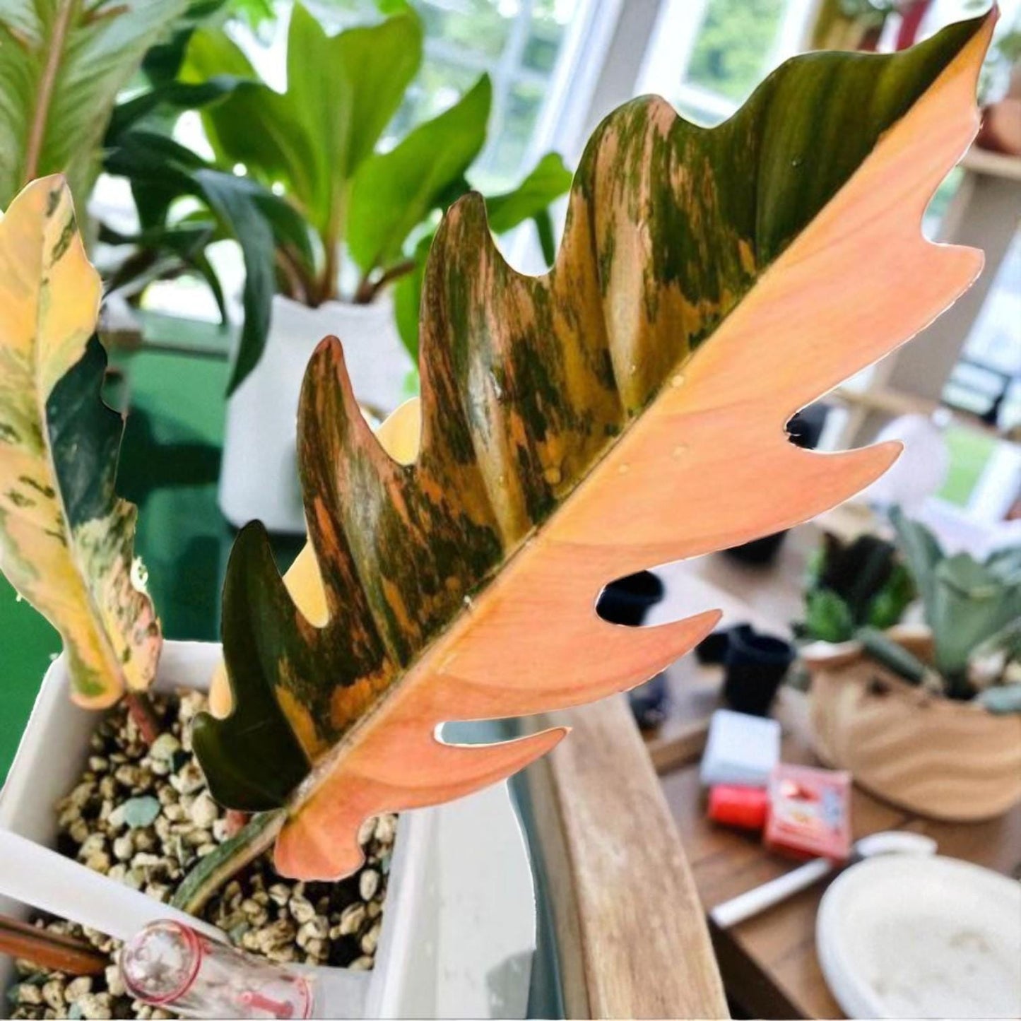 Philodendron Caramel Marble rooted cutting with variegated caramel and green leaf, live rooted indoor plant in pot near window
