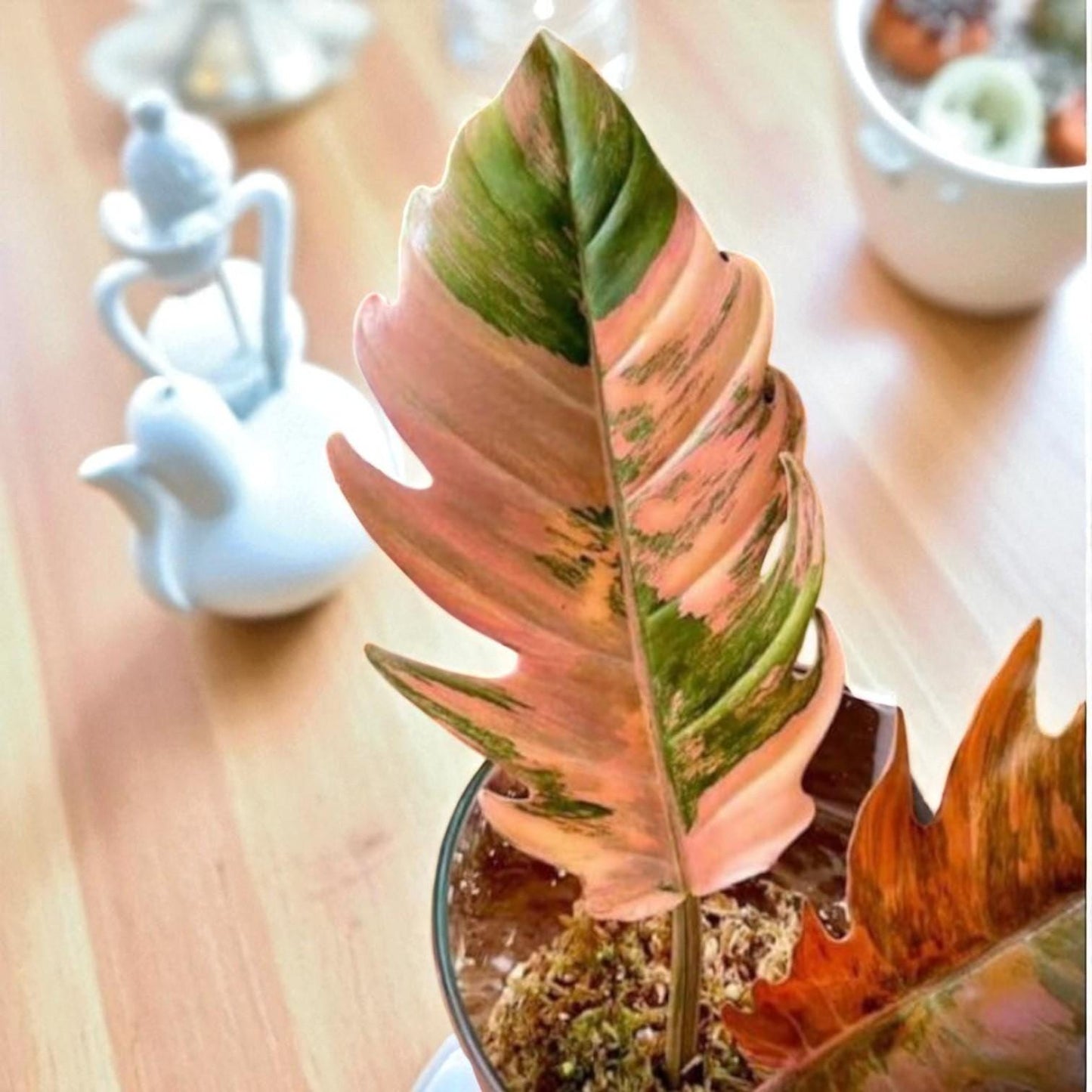 Philodendron Caramel Marble rooted cutting with pink and green variegated leaf, live rooted indoor plant in pot
