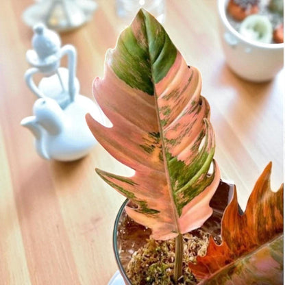 Philodendron Caramel Marble rooted cutting with pink and green variegated leaf, live rooted indoor plant in pot