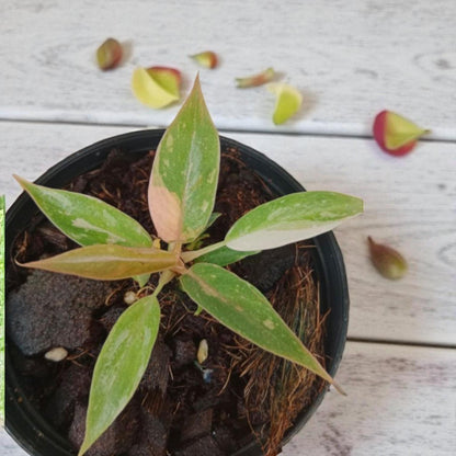 Philodendron Caramel Marble rooted cutting in pot with variegated green and caramel leaves, live rooted indoor plant top view