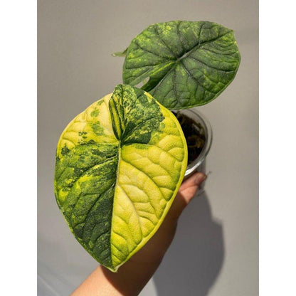 Variegated Alocasia Melo Corm, Tropical Houseplant Starter with textured yellow-green variegated leaves in small nursery cup