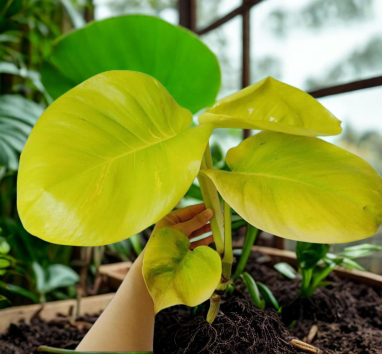 Alt Tag: giant variegated pothos cuttings with large yellow-green variegated leaves, fresh clipped stems for indoor climbing houseplant